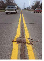 roadkill